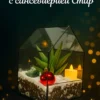 Сансевиерия стар в флорариуме домик L