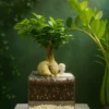 Гигант бонсай в флорариуме квадрат M Гигант бонсай в флорариуме квадрат M