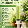 живая хлорелла