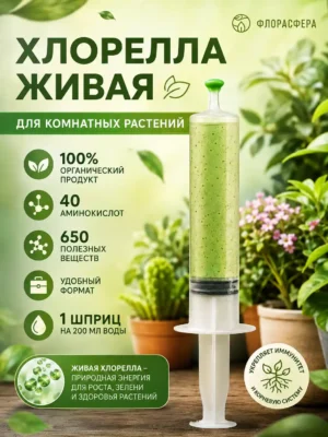 живая хлорелла