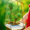 Подокарпус в флорариуме Айсберг