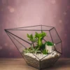 Суккуленты в флорариуме капелька S