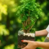 Полисциас в флорариуме квадрат M
