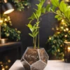 Замиокулькас в флорариуме шар S