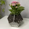 Каланхоэ в флорариуме шар S