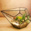 Суккуленты в флорариуме капелька S