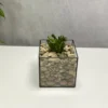 3 Дерево суккулент в флорариуме квадрат S