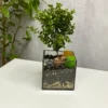 Мирт в флорариуме квадрат S