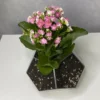 Каланхоэ в флорариуме шар S