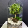 Мирт в флорариуме башня