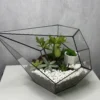Суккуленты в флорариуме капелька S