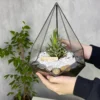 Хавортия в флорариуме капелька S
