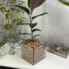 Фикус в флорариуме квадрат M