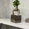 Бонсай в флорариуме квадрат S
