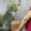 Мандариновое дерево в флорариуме квадрат L