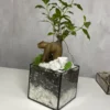 Бонсай в флорариуме квадрат S