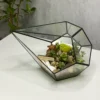 Суккуленты в флорариуме капелька S