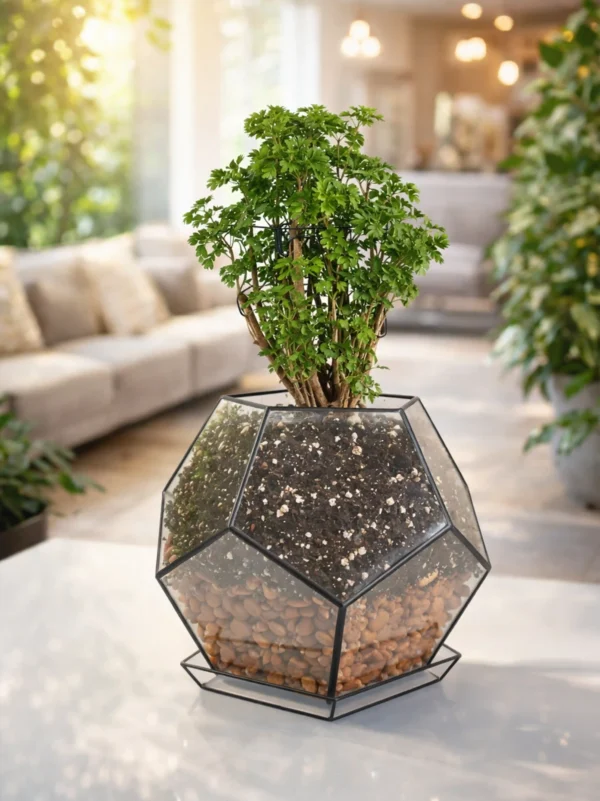 Полисциас в флорариуме шар L