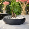 Бонсайница с корневым поливом черно голубая