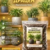 Почвогрунт для драцен для кашпо до 5л