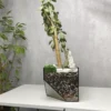 2 Денежное дерево в флорариуме скошенный квадрат M