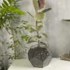 Фикус эластика в флорариуме шар M