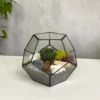Кактус в флорариуме шар S