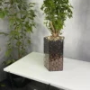 2 Полисциас в флорариуме пятиугольник M