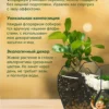 Бонсай в флорариуме сердце