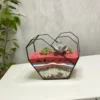 Три суккулента в флорариуме сердце