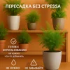 Почвогрунт для аспарагуса для кашпо до 10л