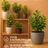 Почвогрунт для бересклета для кашпо до 2л