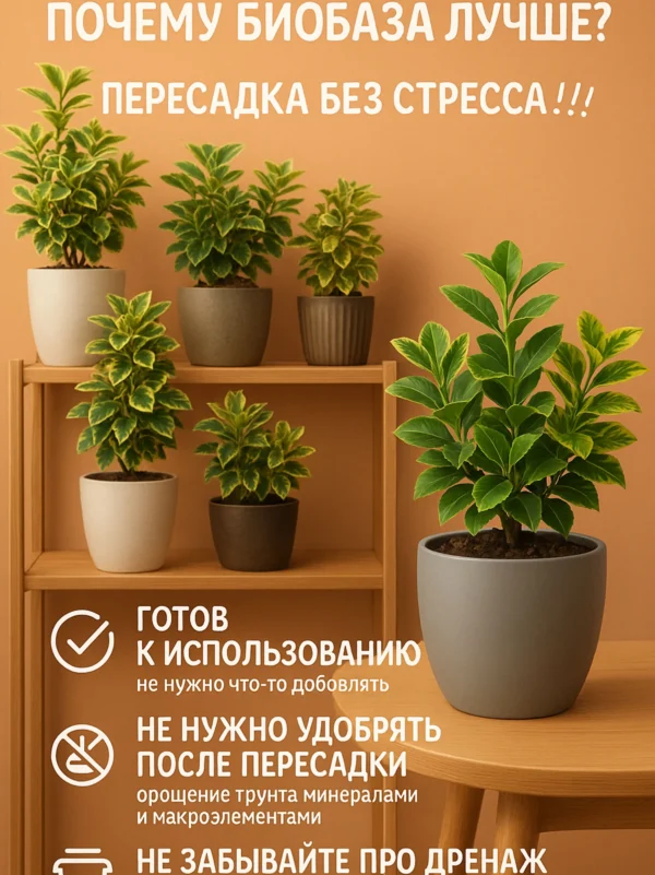 Почвогрунт для бересклета для кашпо до 2л