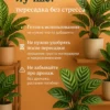 Почвогрунт для калатеи для кашпо до 2л