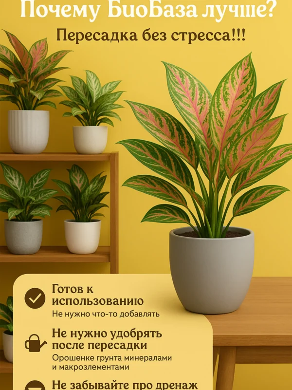 Почвогрунт для Аглаонемы для кашпо до 2л