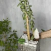 3 Денежное дерево в флорариуме скошенный квадрат M