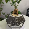 Бонсай в флорариуме шар S
