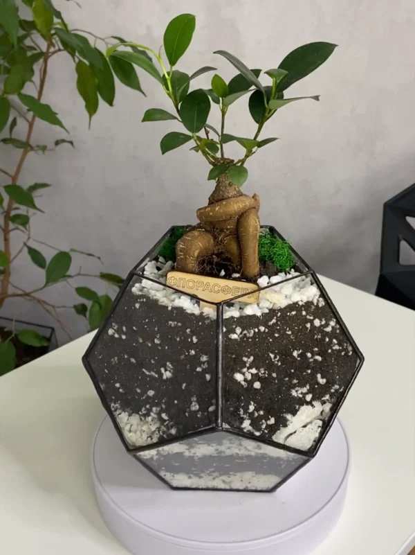 Бонсай в флорариуме шар S
