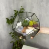 Кактус в флорариуме шар S