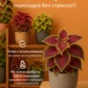 Почвогрунт для колеуса для кашпо до 2л