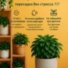 3_флорасфера Почвогрунт для колумнея для кашпо до 5л
