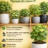 3_флорасфера Почвогрунт для полисциаса для кашпо до 10л
