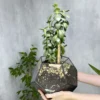 4 Денежное дерево в флорариуме шар M
