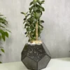 Денежное дерево в флорариуме шар S