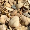 4 Ракушки с каспийского моря 7-12мм 120 гр