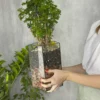 4 Полисциас в флорариуме пятиугольник L
