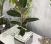 Фикус Черный Принц в флорариуме Квадрат M